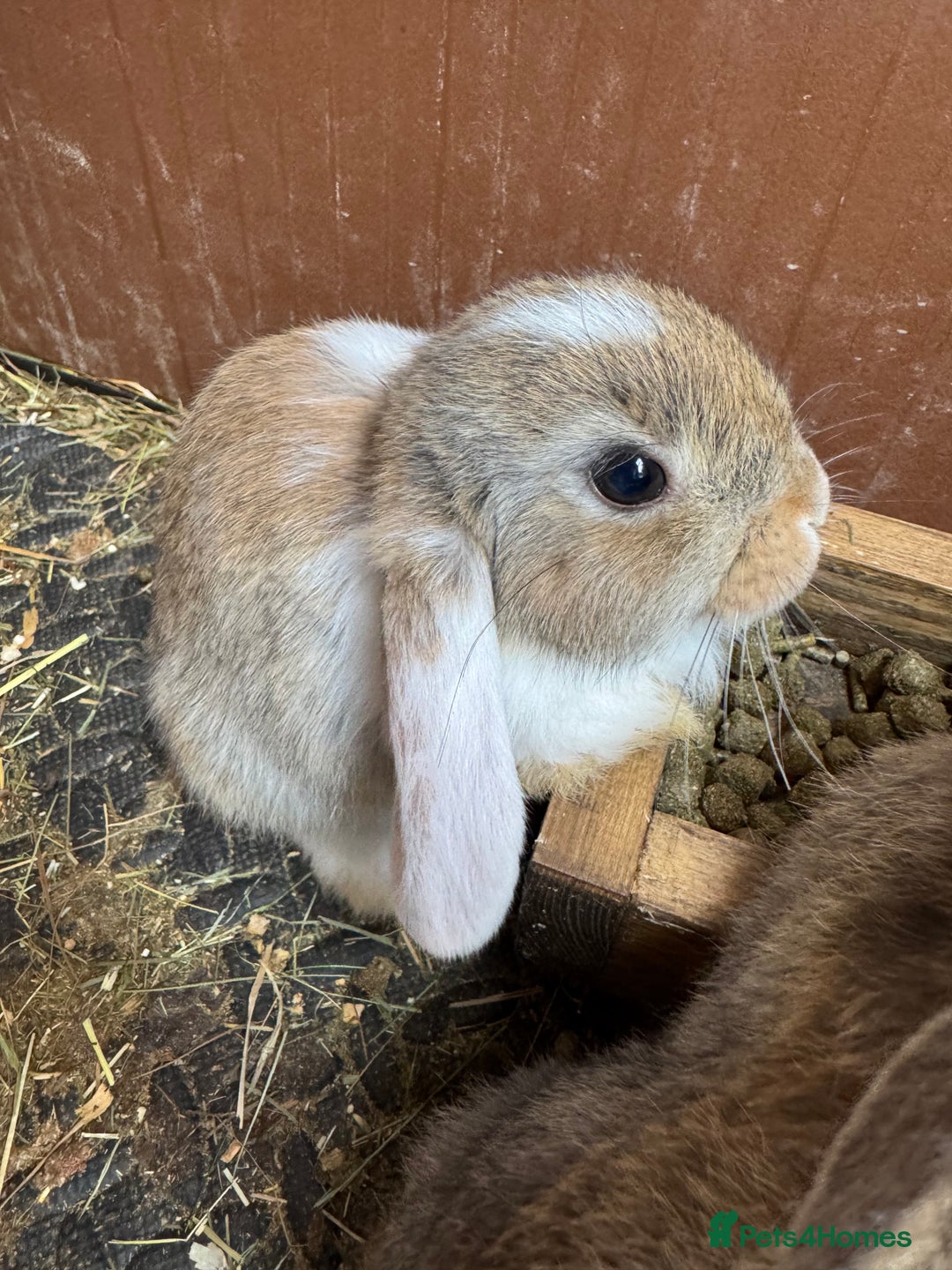 Mixed Breed rabbits for sale: Only 4 girls and 1 boy left  - Image 10