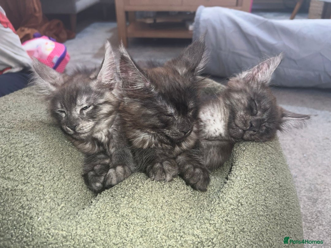 Maine Coon cats for sale: Stunning championship Maine coon black smoke - Image 14