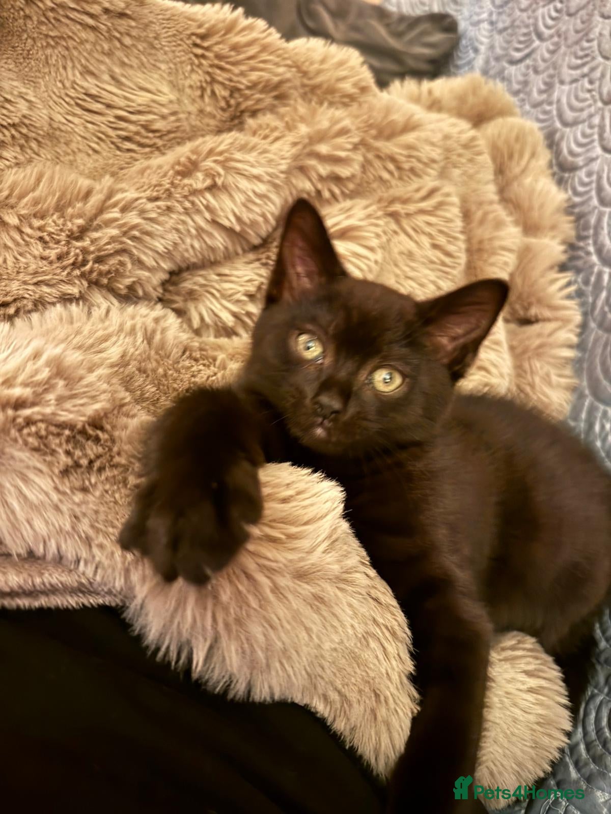 British Shorthair cats Last lovely boy available! Ready to Go!  - Advert 4