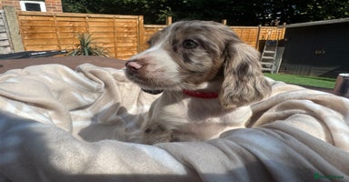 Cocker Spaniel dogs - Advert 13