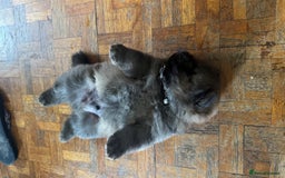 Chow Chow dogs for sale: Puppies looking for new home - Image 28