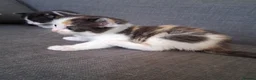 Maine Coon cats for sale: Fluffy Ragdoll x Maine Coon Kittens Available Soon - Advert 4