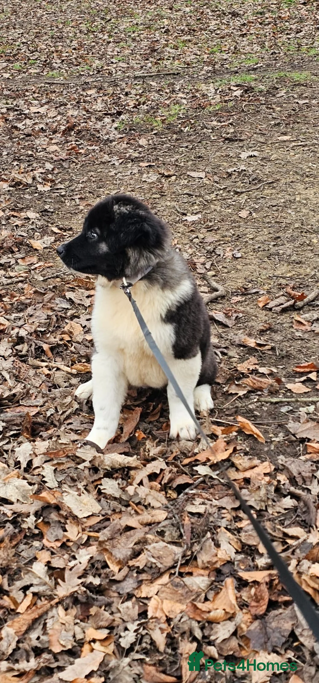 Akita dogs for sale: Japanese/American Akita - Advert 5