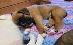 Boxer dogs for sale: KC Registered Boxer Puppies - Image 18