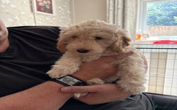Cockapoo dogs for sale: *READY NOW* Beautiful F1b Cockapoo Puppies - Image 21