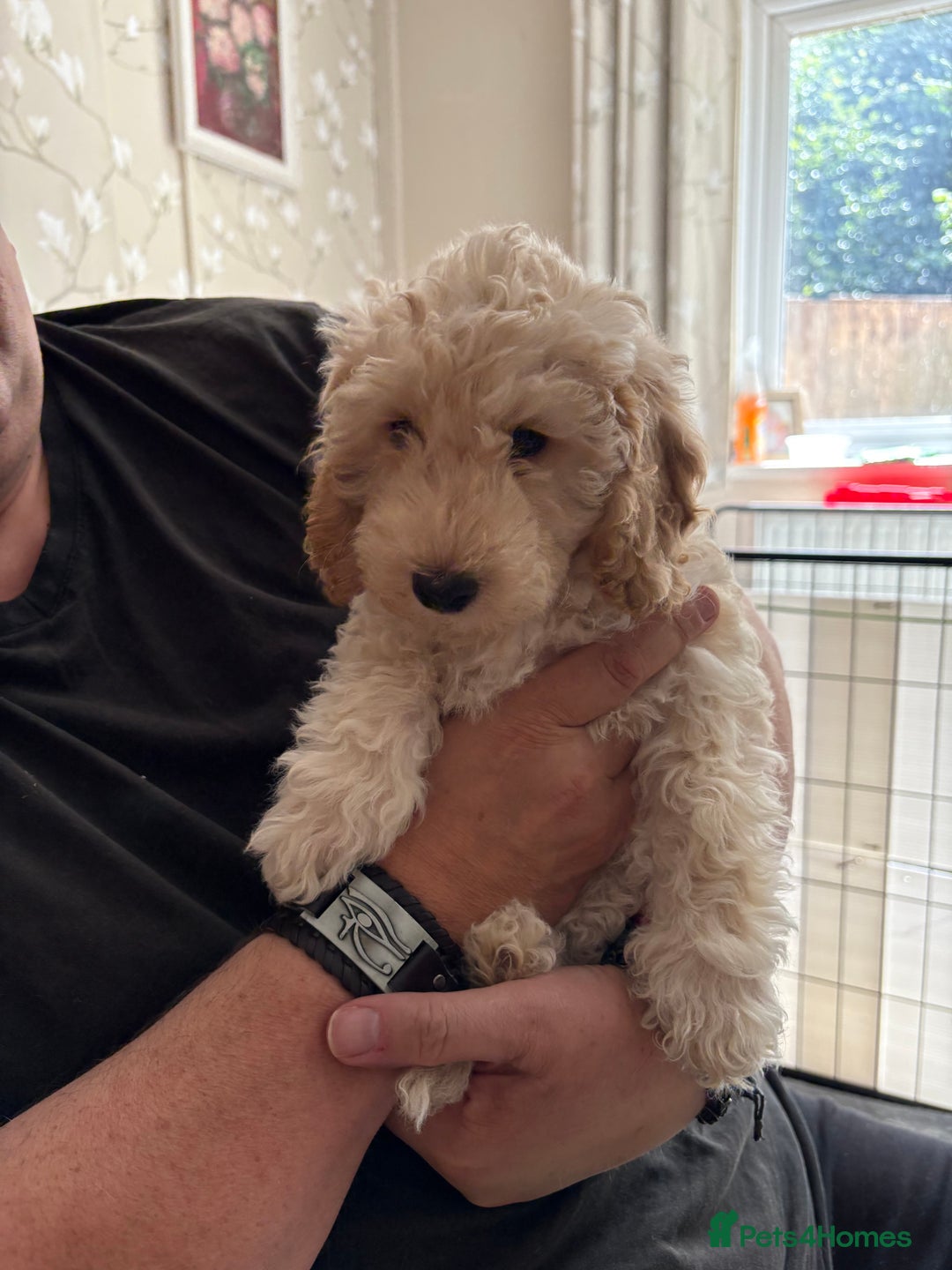 Cockapoo dogs for sale: *READY NOW* Beautiful F1b Cockapoo Puppies - Image 21