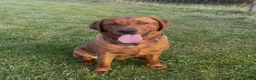 Labrador Retriever dogs for sale: KC Reg Dark Fox Red Labrador Puppies Health Tested - Advert 15