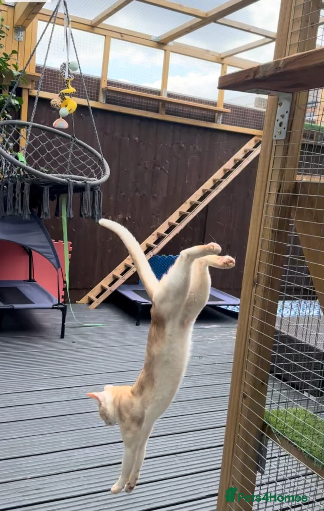 Abyssinian cats for stud: Champion lines Aby Red-Silver boy for stud in Romford - Advert 15