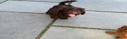 Cockapoo dogs for sale: READY NOW STUNNING CURLY CHOCOLATE MALE - Advert 25