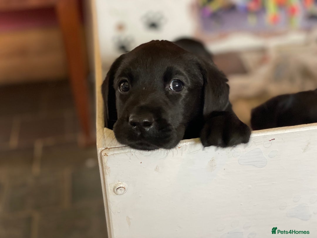 Labrador Retriever dogs for sale: Fabulous KC registered labradors - Image 4