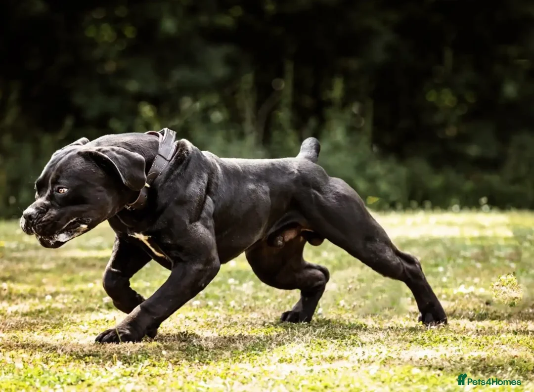 Boerboel dogs for sale: Stunning Boerboel Girl - Advert 8