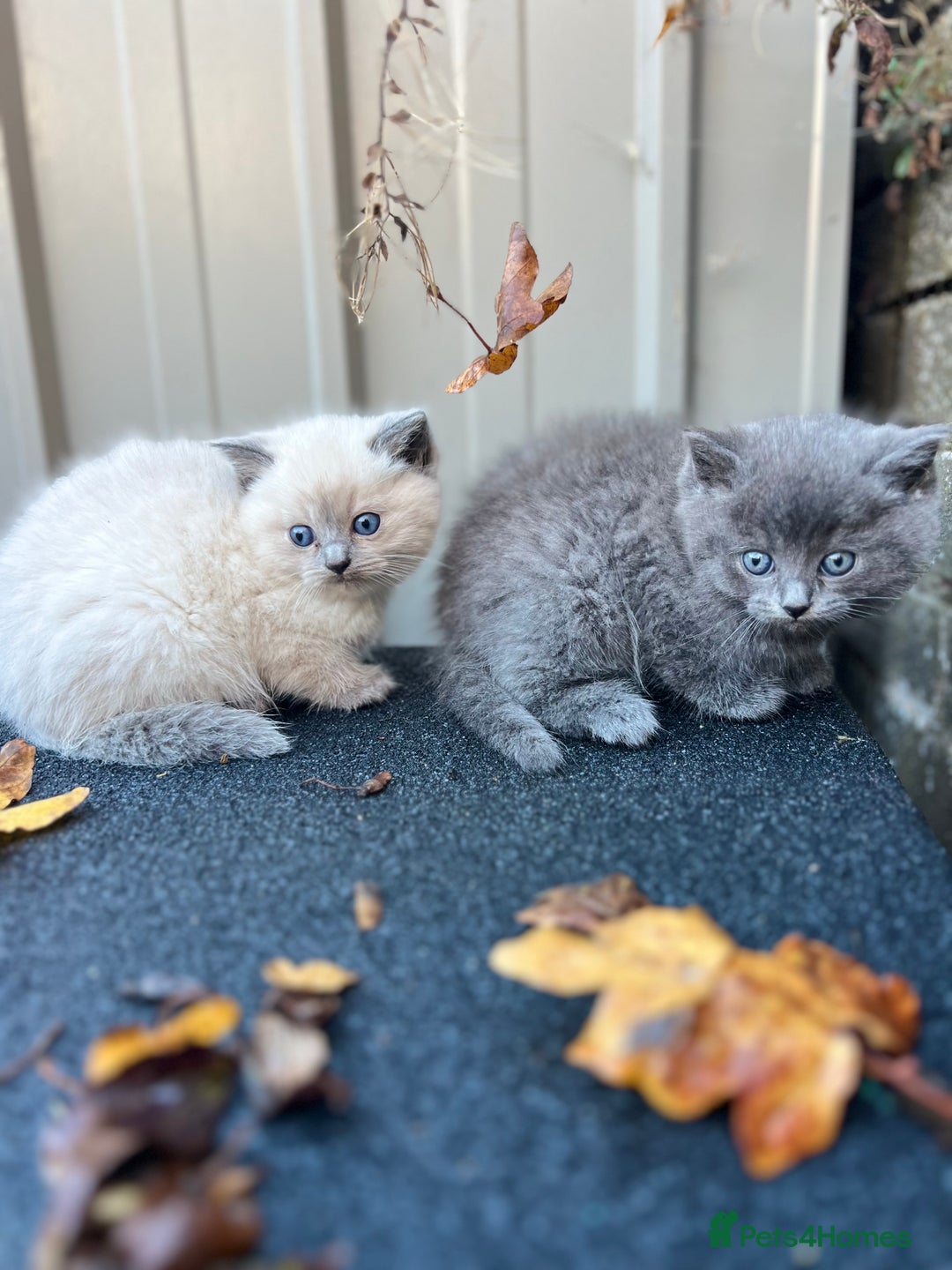 British Shorthair cats for sale: Beautiful British Shorthair Kittens - Image 3