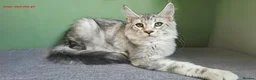 Maine Coon cats for sale: GCCF Maine Coon kittens - registered breeder - Advert 3