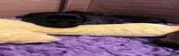 Griffon Bruxellois dogs for sale: KC Brussels Griffon pups for sale to loving homes  - Advert 18