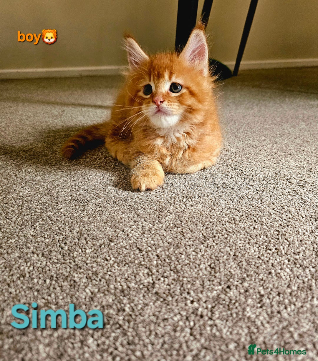 Maine Coon cats for sale: Beautiful Pedigree Maine Coon Kittens – Ready Soon - Image 10