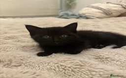 British Shorthair cats for sale: 2 female black tabby kittens  - Image 5