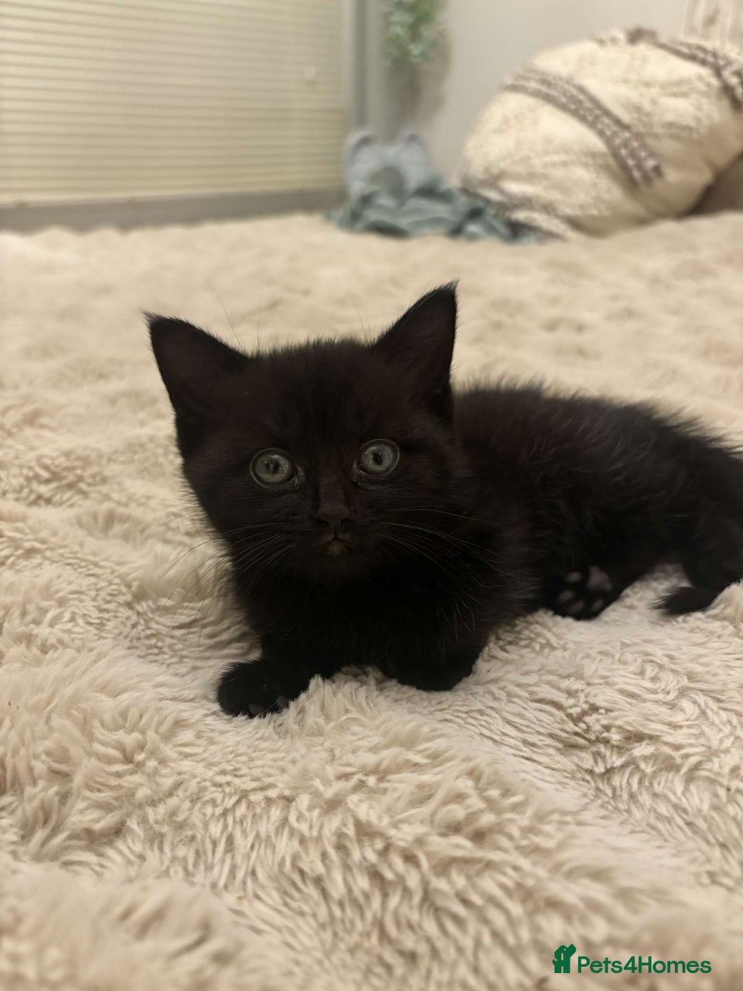 British Shorthair cats for sale: 2 female black tabby kittens  - Image 5