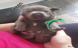Staffordshire Bull Terrier dogs for sale: Beautiffull KC Staffordshire bull terrier  pups. - Image 5