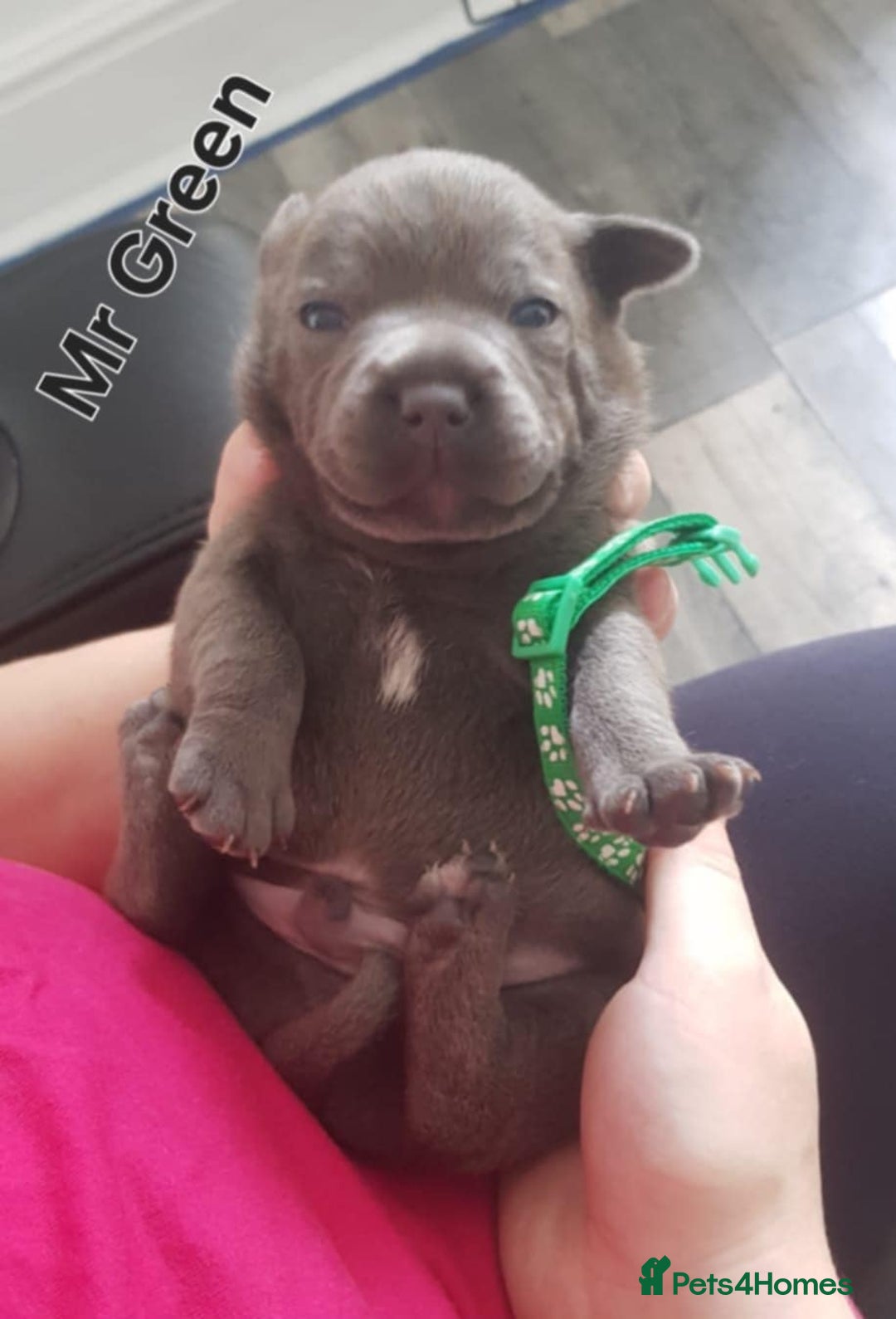 Staffordshire Bull Terrier dogs for sale: Beautiffull KC Staffordshire bull terrier  pups. - Image 5