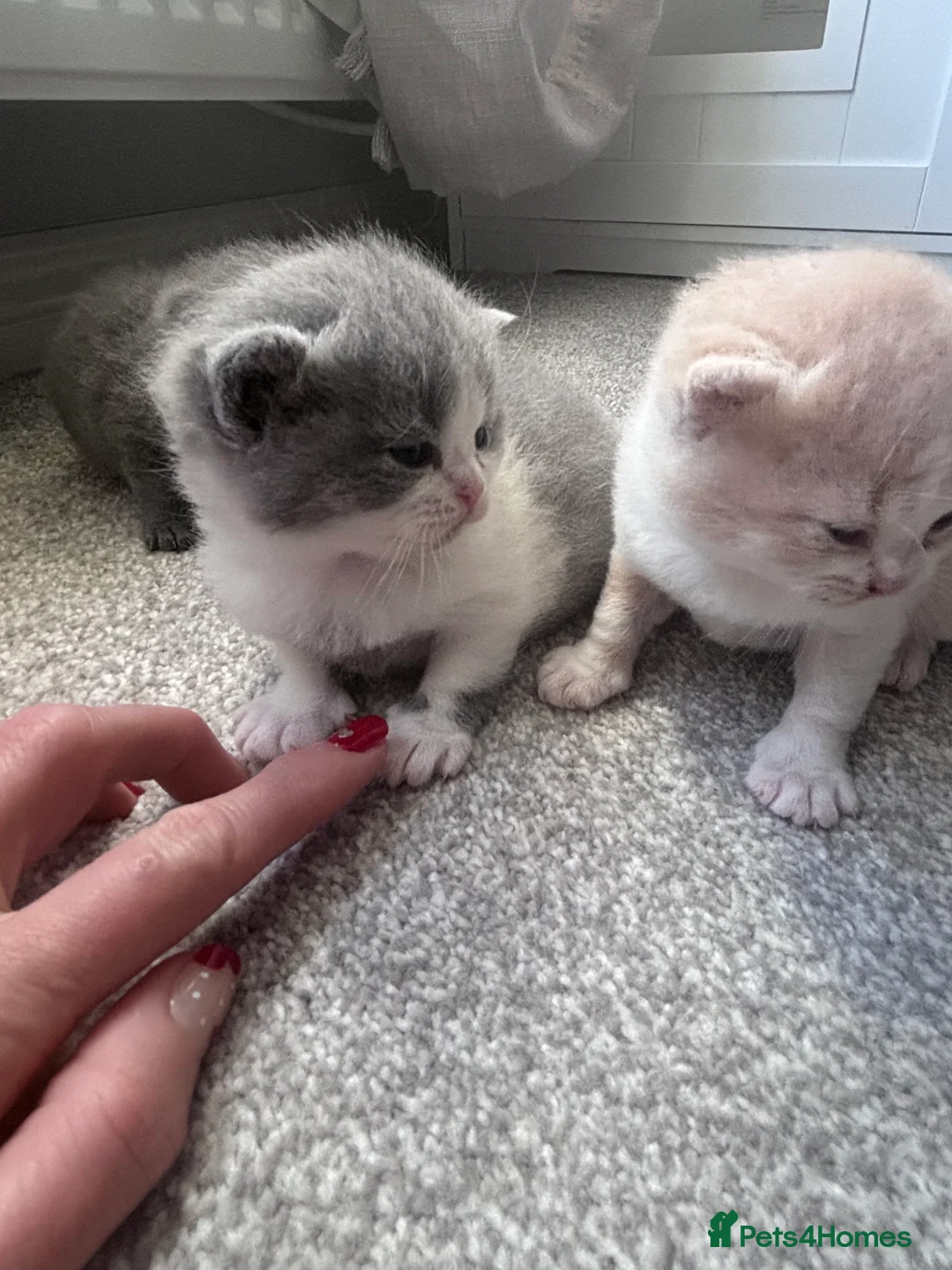 British Shorthair cats for sale: Pure Bred British Shorthair kittens x 4 - Advert 7