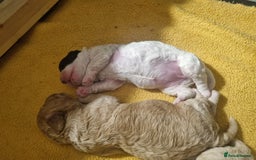 Mixed Breed dogs for sale: Cavapoo puppies - Image 14