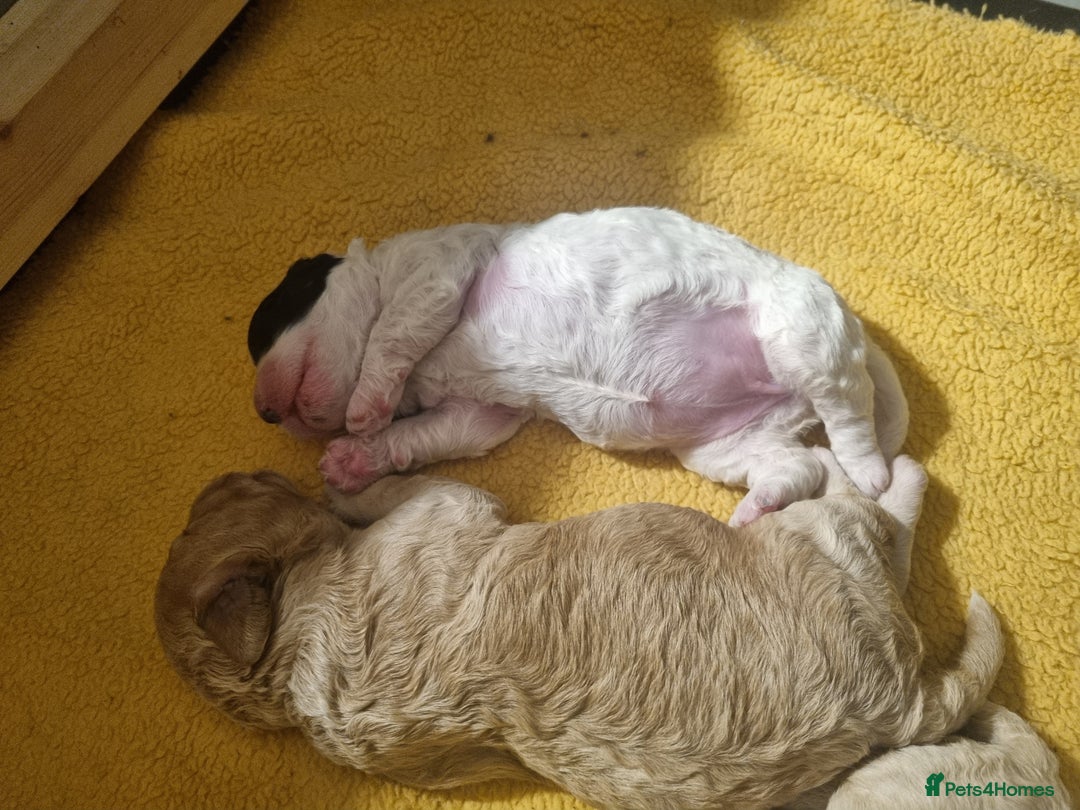 Mixed Breed dogs for sale: Cavapoo puppies - Image 14