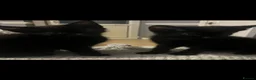 Munchkin cats for sale: Beautiful munchkin  - Advert 6