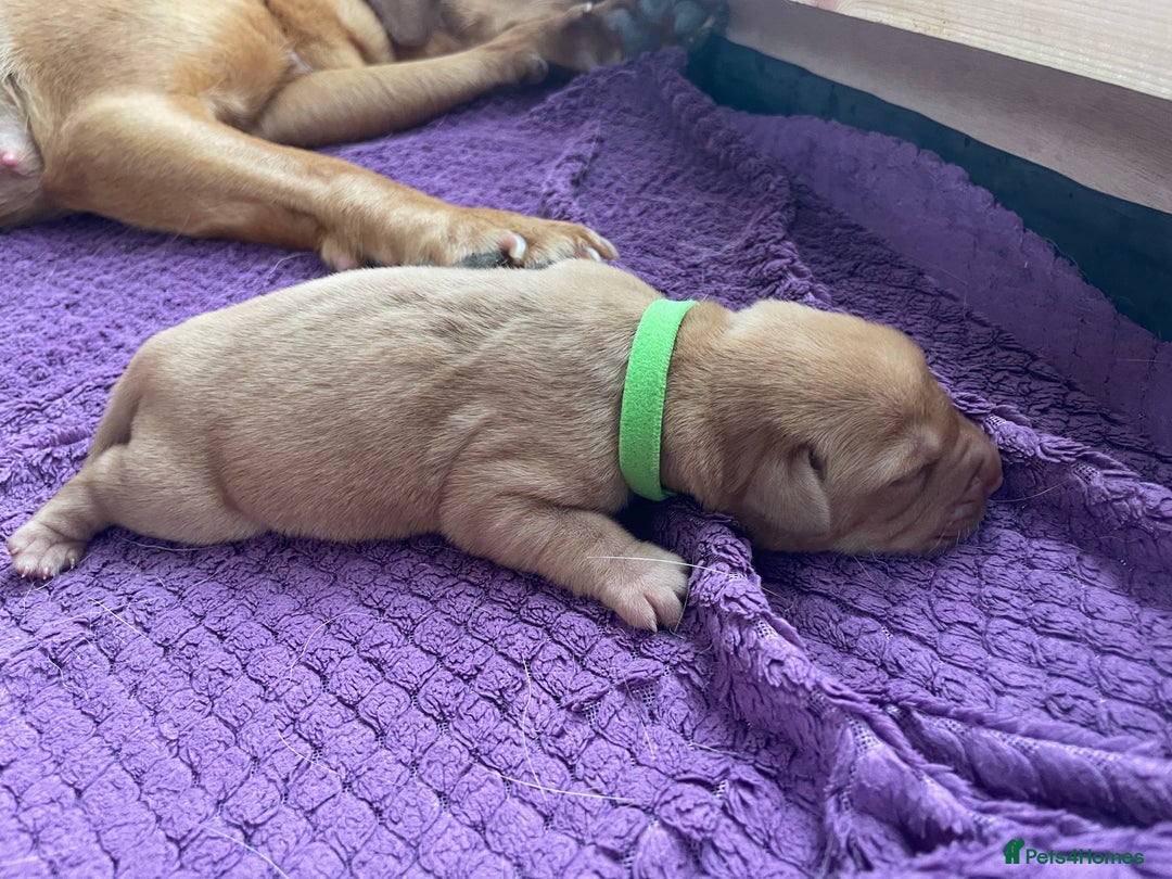 Labrador Retriever dogs for sale: Stunning Fox Red Labrador Puppies – Working lines - Image 16