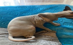 Sphynx cats for sale: Sphinx kitten ready now - Image 3