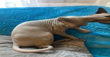 Sphynx cats - Advert 6