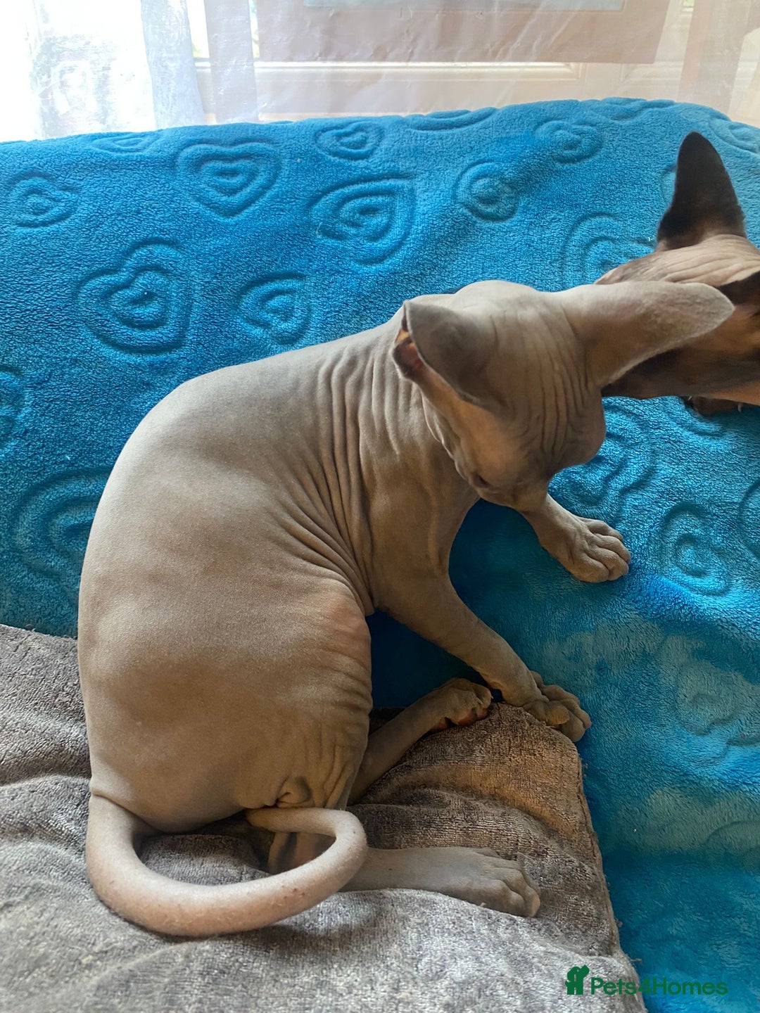 Sphynx cats for sale: Sphinx kitten ready now - Image 3