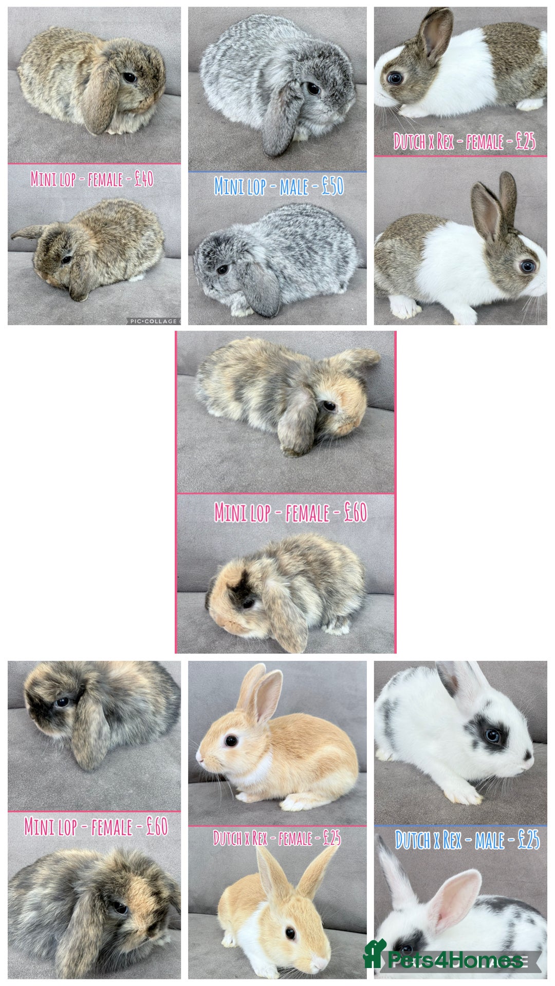 Mixed Breed rabbits Rabbits - Mini Lops & Dutch x Rex - Advert 7