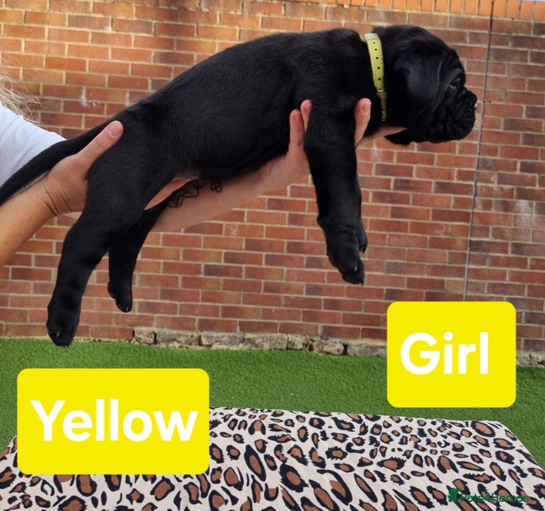 Cane Corso dogs for sale: Pedigree Cane Corso Puppies  - Image 15