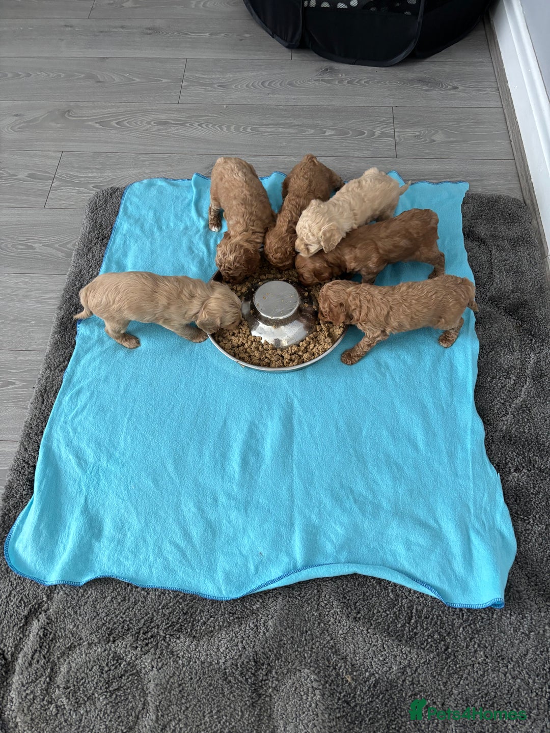 Cockapoo dogs for sale: F1B cockapoo  💙❤️ - Image 4