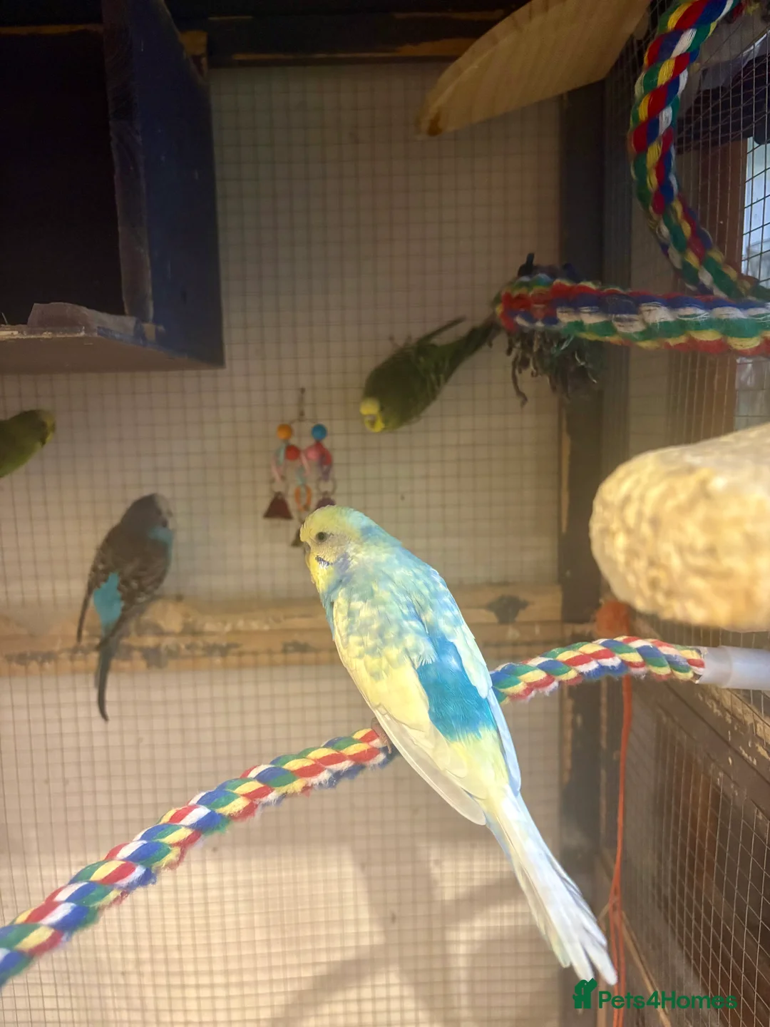 Budgerigars birds for sale: Young Budgies for sale - Advert 2
