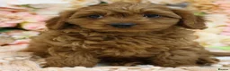 Cavapoo dogs for sale: *HEALTH TESTED* Cavapoo Puppies - Advert 12