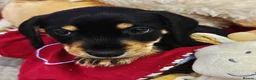 Mixed Breed dogs for sale: Mini Schnauzer X Mini Daschund puppies  - Advert 25