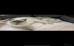 Ragdoll cats for sale: 😻 5 Beautiful Purebred Ragdoll Kittens 😻 - Image 34