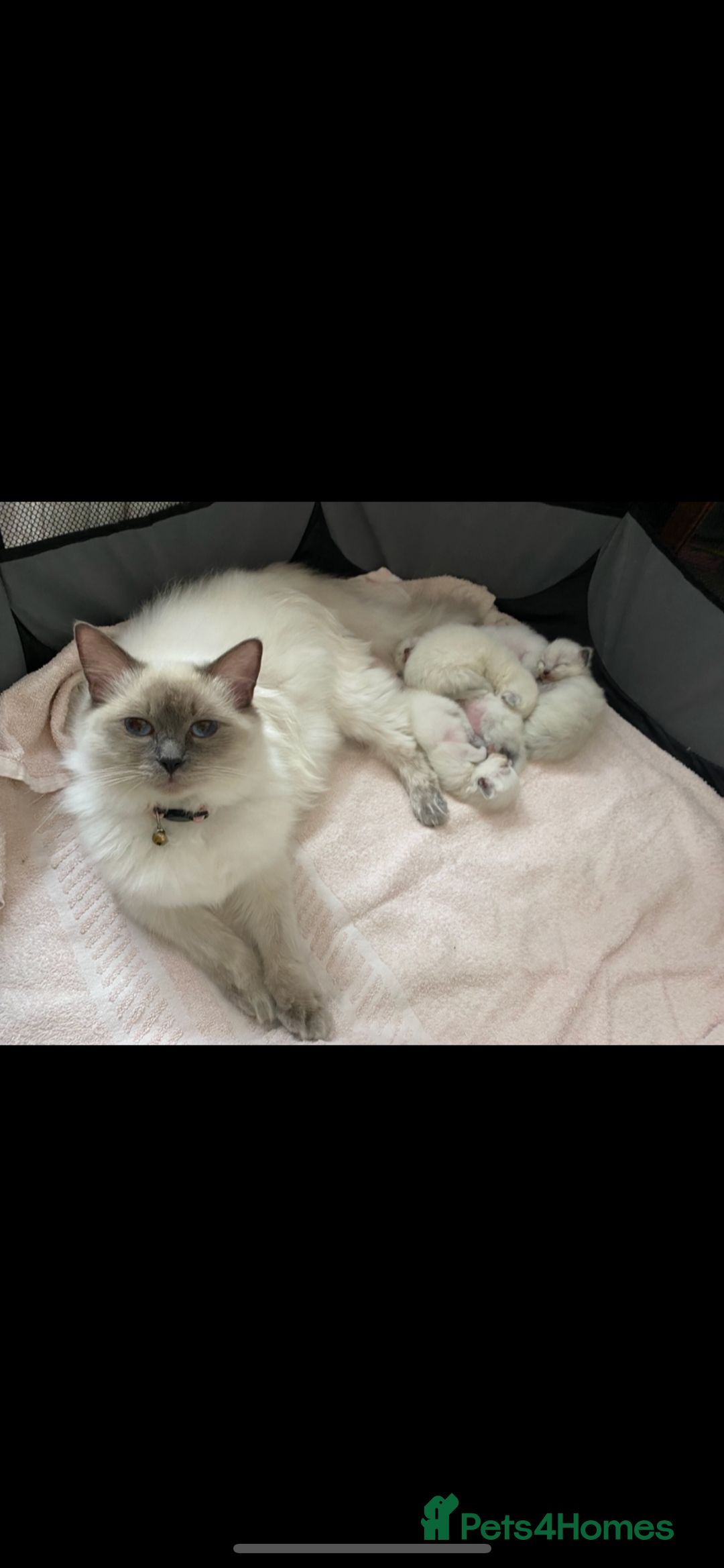 Ragdoll cats for sale: 😻 5 Beautiful Purebred Ragdoll Kittens 😻 - Image 34