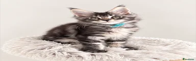 Oberon