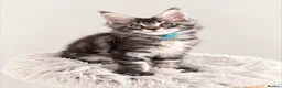Maine Coon cats for sale: Outstanding show quality Maine coon kittens.  - Advert 36