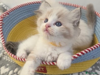 Ragdoll cats GCCF registered ragdoll kittens - Advert 5