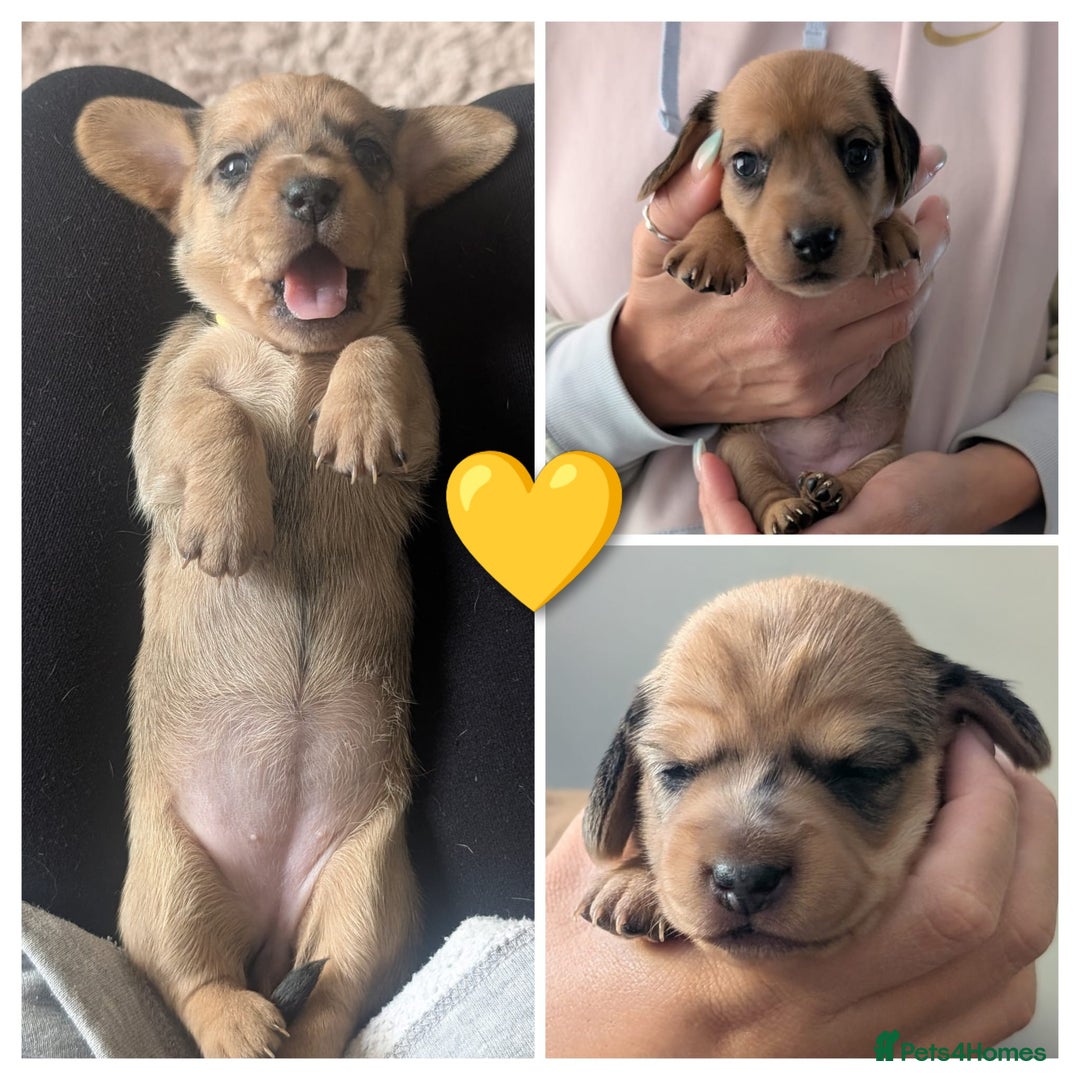Miniature Dachshund dogs for sale: Three Sausages Left!! 🩷🩷🩵 - Image 3