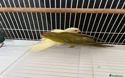 Parakeets birds for sale: Young female kakariki  - Advert 20