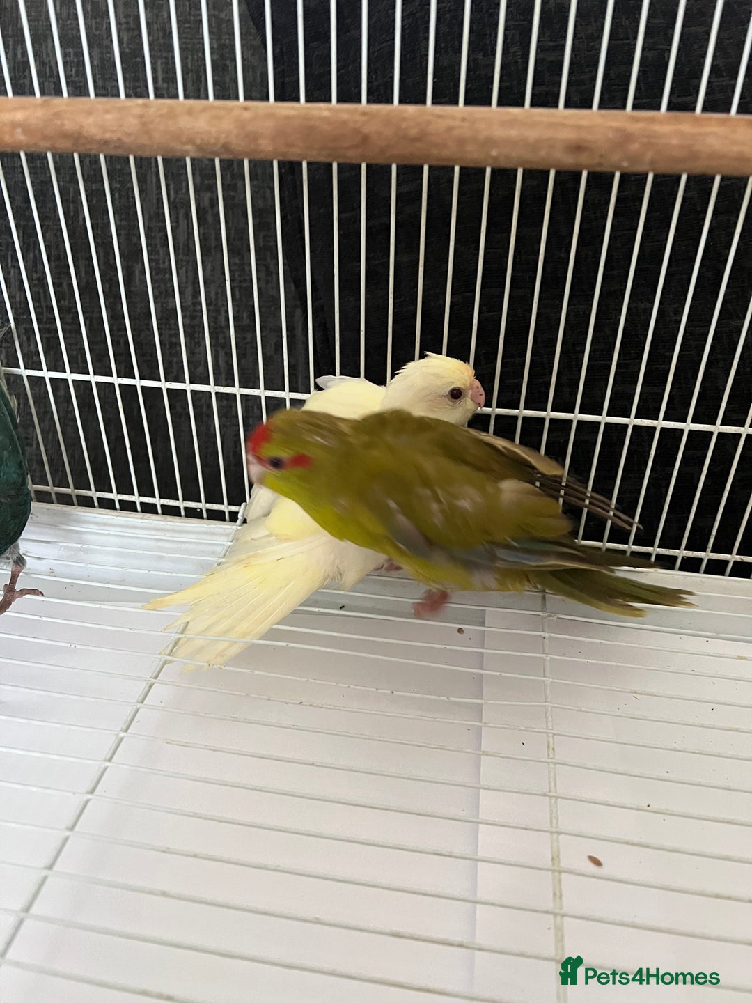 Parakeets birds for sale: Young female kakariki  - Advert 20