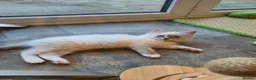 Ragdoll cats for sale: 💖Very Beautiful GCCF Registered Ragdoll Kittens. - Advert 26