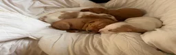 Bocker dogs for sale: Bocker puppies for sale - Advert 3