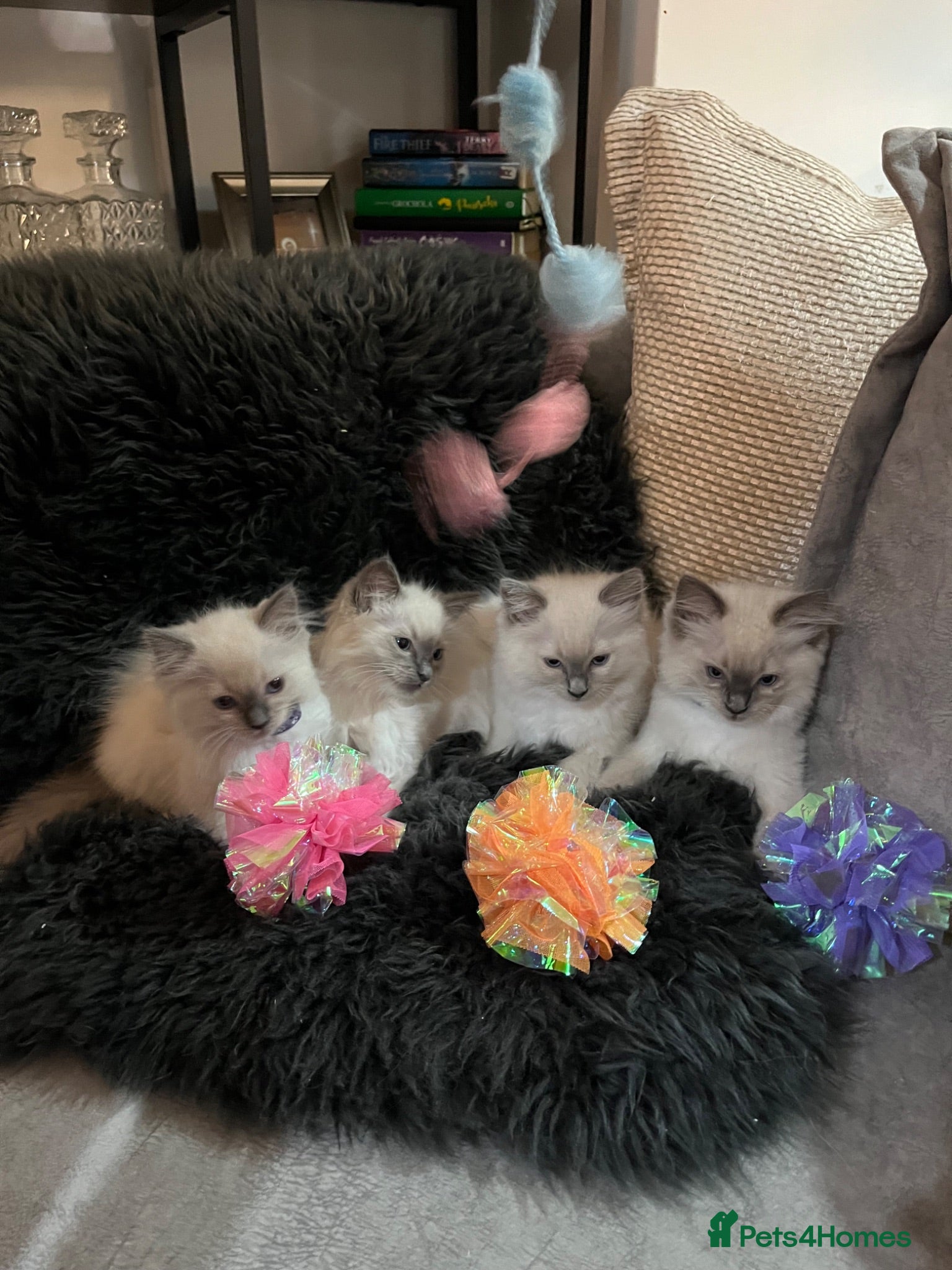 Ragdoll cats 🥰Beautiful Baby Ragdoll Kittens 😍 - Advert 1