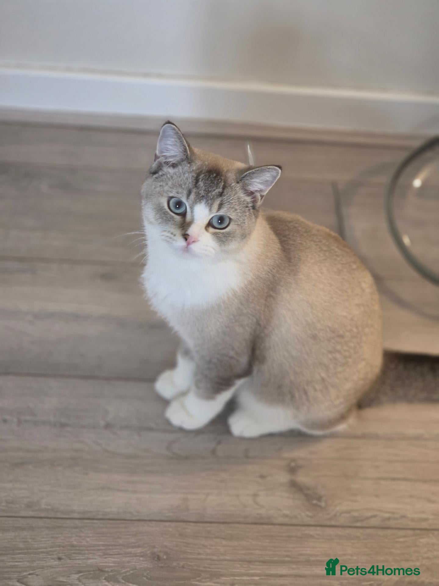 British Shorthair cats for sale: Lovely 7months old British Shorthair - Advert 18
