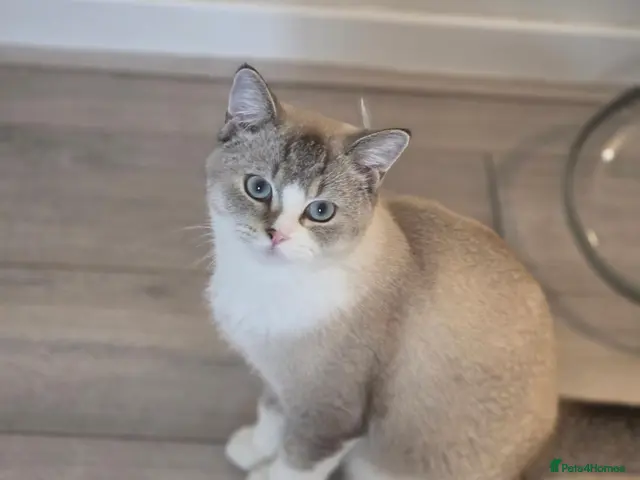 British Shorthair cats for sale: Lovely 7months old British Shorthair - Advert 23